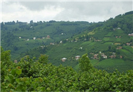 Grgentepe Resimleri